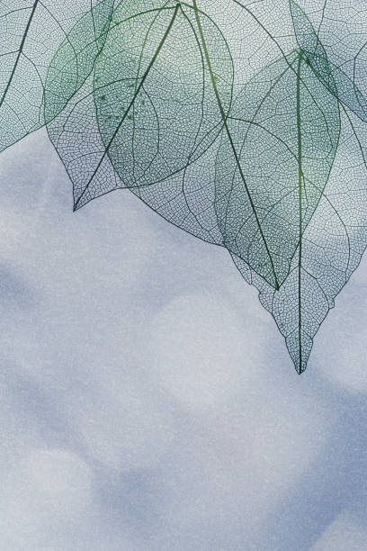 istock Green skeletonized leaf on blue background with sunlight and shadows. Beauty and purity nature concept. Botanical pattern from close up transparent leaves, summer, spring green foliage 1480838451