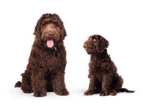 Full body of puppy dog sitting side by side with 2 months and 6 months of age. Female Australian Labradoodle, brown or chocolate. Selective focus.