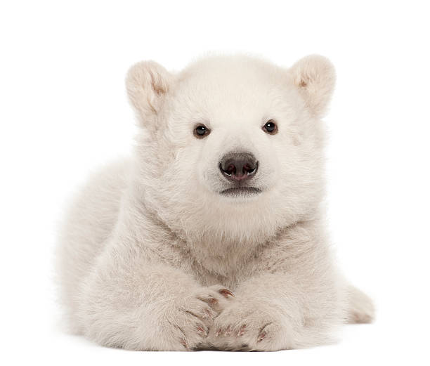 niedźwiedź polarny młode, ursus maritimus, 3 miesiące, leżeć - polar bear young animal cub isolated zdjęcia i obrazy z banku zdjęć