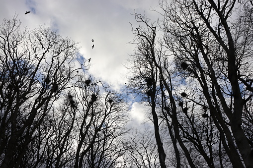 Winter trees and crows' nests