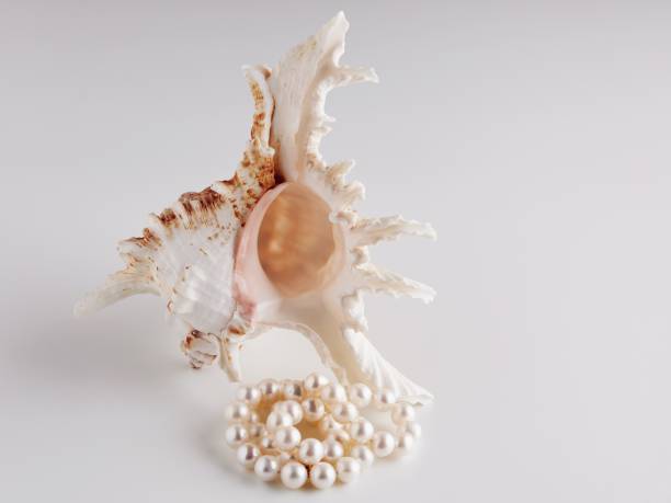 白い背景に信じられないほど美しい貝殻と真珠のネックレスの接写 - animal bone stone necklace bead ストックフォトと画像