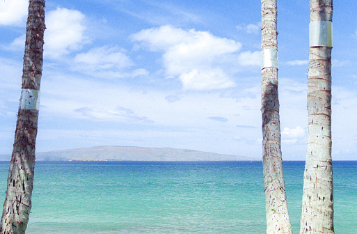 Film photograph of an empty beach with no people and the blue ocean through four tall palm trees and lush greenery on the tropical island of Maui, Hawaii.