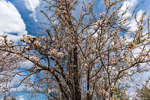 Pink and white flowers blooming on a tree in spring