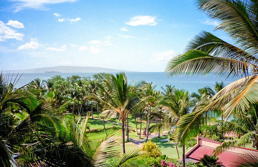 Vintage film photograph of the ocean beyond the tops of numerous palm trees in Hawaii.