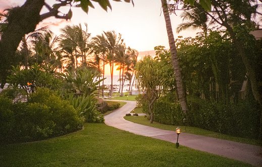 Film photograph of a vibrant Hawaiian volcanic orange through a lush green palm tree trail path in Hawaii.