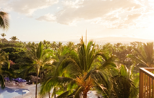 Film photograph of a vibrant Hawaiian volcanic orange sunset over the lush green palm tree canopy in Hawaii.