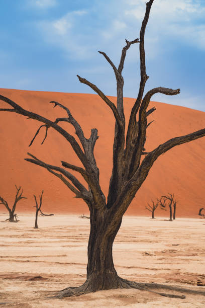 istock Deadvlei in the Sossusvlei, Namibia 1480843221