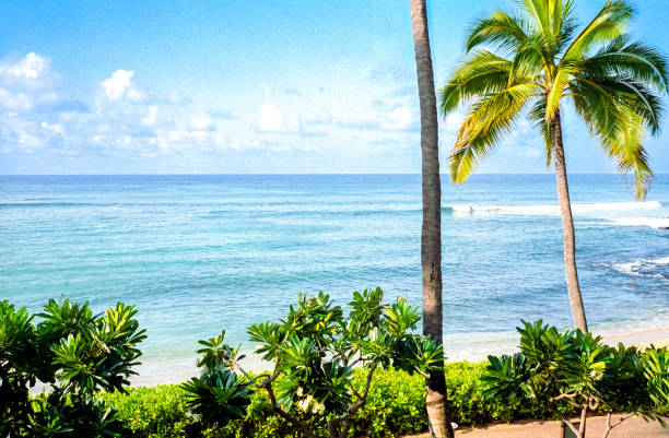 Palm Trees in front of the Ocean Film photograph of palm trees in front of the ocean on a tropical island. north shore stock pictures, royalty-free photos & images