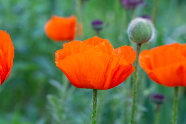 fleur d’oranger en fleurs de macro photographie de coquelicot oriental un jour d’été. - poppy oriental poppy macro corn poppy photos et images de collection