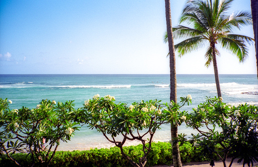 Film photograph of tropical foliage in front of the ocean on Hawaii.