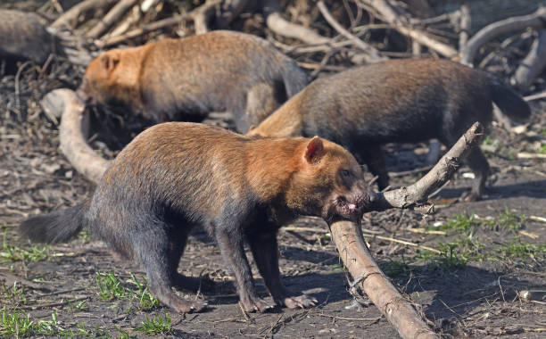 istock Cheerful Bush dogs (Speothos venaticus) play 1480843761