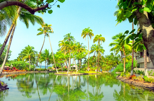 A vintage film photograph of a tropical Hawaii garden with palm trees and a reflective water pond.