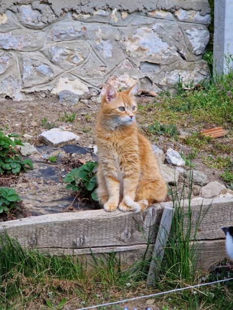 istock Our little ginger's cat photo 1480843828