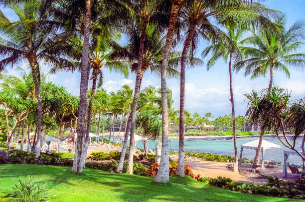 istock Palm Trees in front of the Ocean 1480844451