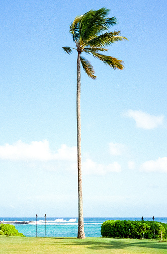 Film photograph of palm trees in front of the ocean on a tropical island.
