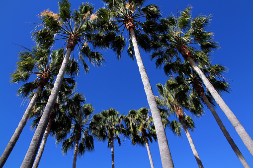 Palm trees against a blue sky on Gran Canaria