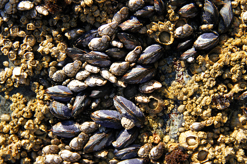 Cooked large green kiwi mussels in shells with herbs and garlic. Gray background. Top view.