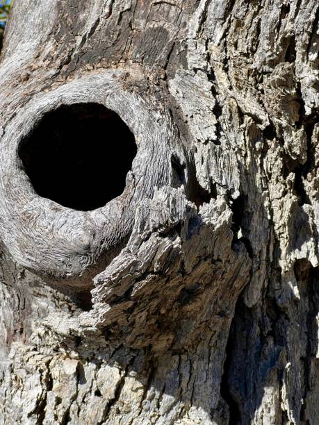 istock Tree Hollow and Bark Close-Up 1480844900
