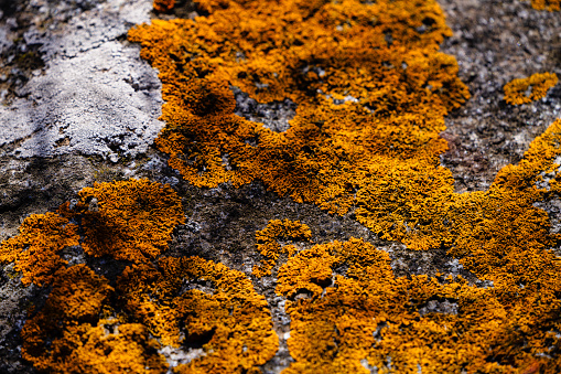 Rock with Orange Lichen