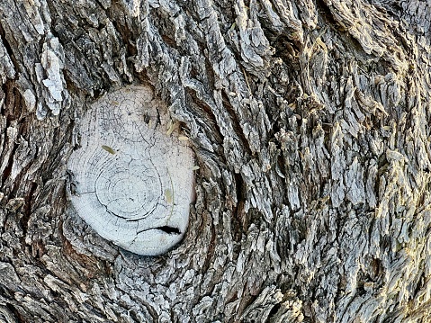 Tree Bark Close-Up in Tubac, Arizona
