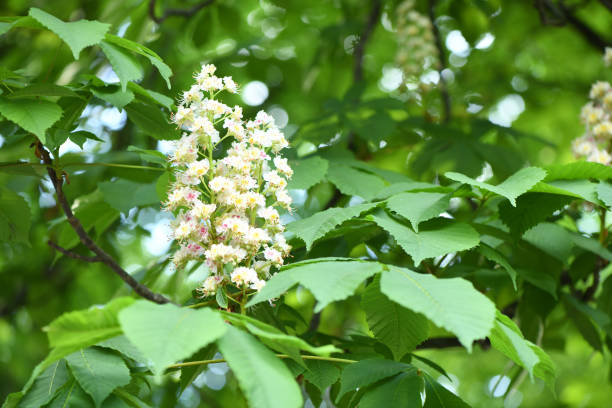 istock Chestnut flower. Chestnut blossoming in spring. High resolution photo. 1480846031