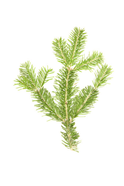 istock Spruce branch isolated on white background. High resolution photo. 1480846577