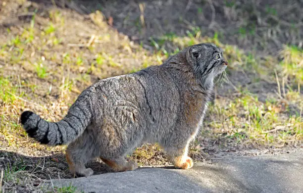 Pallas cat (Otocolobus manul), also known as manul, small wild cat in spring