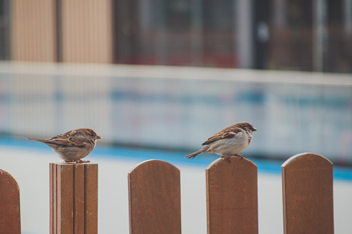 Two small white birds on a fence