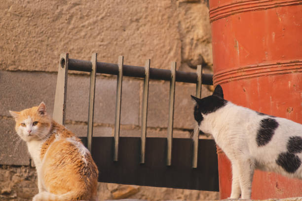 istock Two cats looking at each other in a park 1480850179