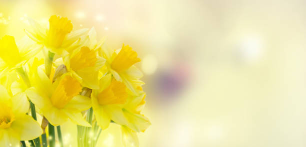 istock bouquet of daffodils flowers 1480851278