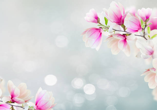 istock Blossoming pink magnolia Flowers 1480851279