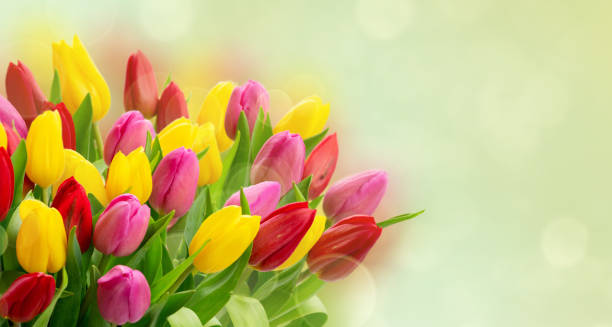 istock bouquet of fresh tulips flowers 1480851293
