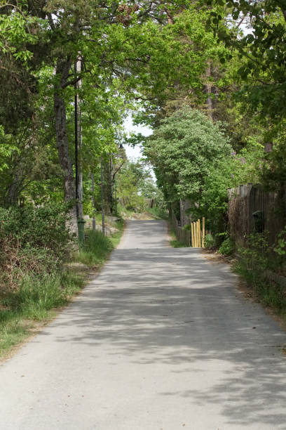 istock a path with trees on the side of a road 1480852187