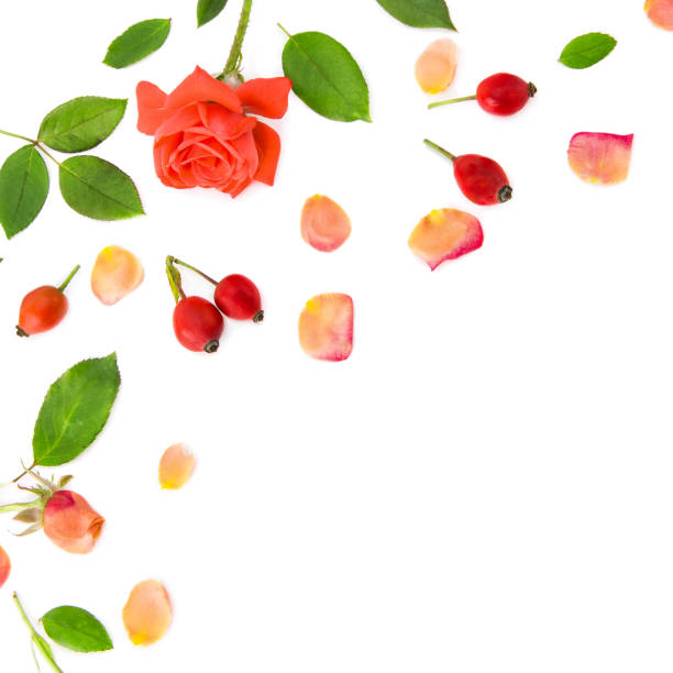 istock Flowers and rose petals isolated on a white background. Free space for text. 1480852473