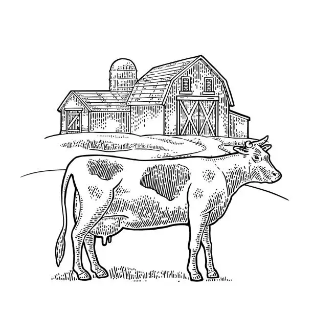 Vector illustration of Organic farm and cow free range. Vintage vector engraving illustration