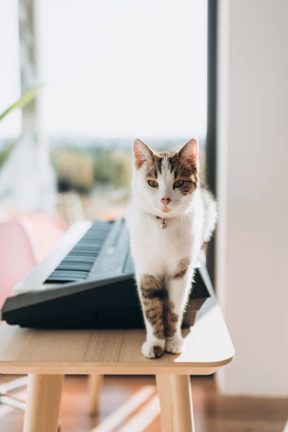 uroczy muzyk kot z dzwonkiem stojącym na fortepianu. szczęśliwy kot patrzy w kamerę, słodki zwierzak. - chomąto zdjęcia i obrazy z banku zdjęć