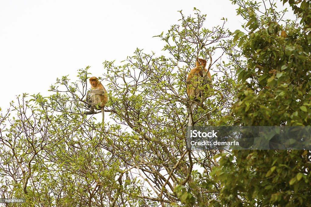 Násico - Royalty-free Santuário ecológico de Kinabatangan Foto de stock