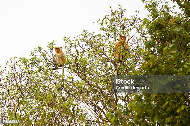 Násico - Fotografias de stock e mais imagens de Santuário ecológico de Kinabatangan - Santuário ecológico de Kinabatangan, Animal, Ao Ar Livre