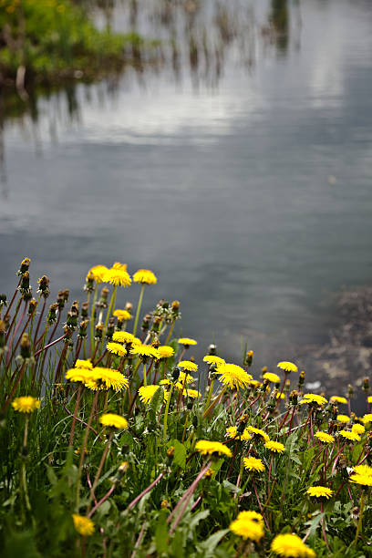 istock Dandelions and water background. 148085851