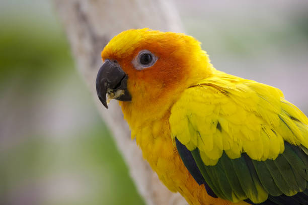 istock Portrait of Sun Parakeet face in profile. 1480859401