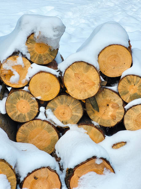 istock Sawn down pine wood fuel 1480860602