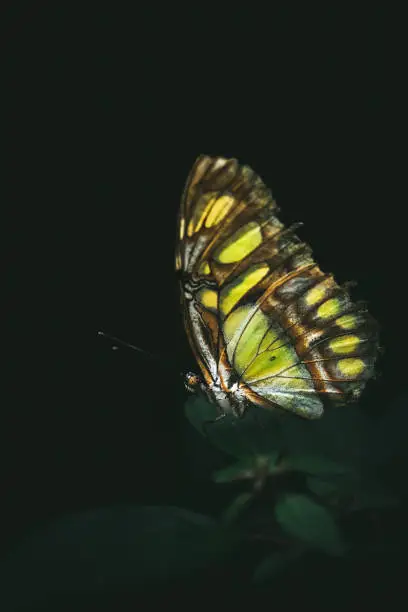 A dark macro of the Malachite Butterfly ( Siproeta Stelenes ) with a dark green background, negative space , copy space