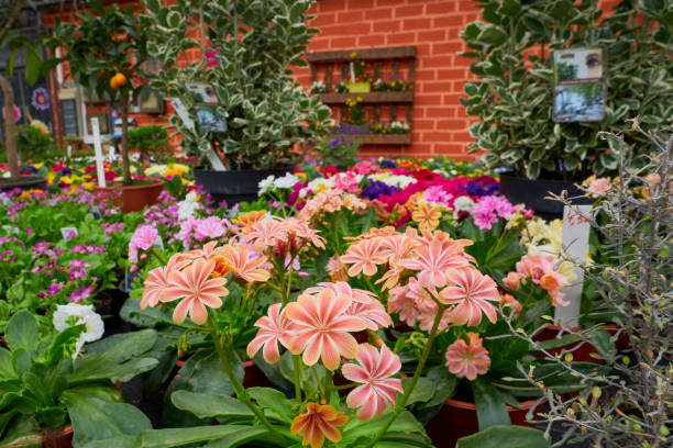 Beautiful flowers with lens flare.