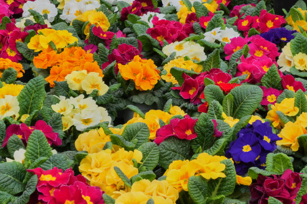 istock Colourful Primrose flowers . 1480861519