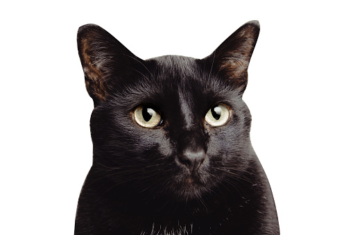 A cute big black cat with big eyes, highlighted, close up, isolated, in focus, white background