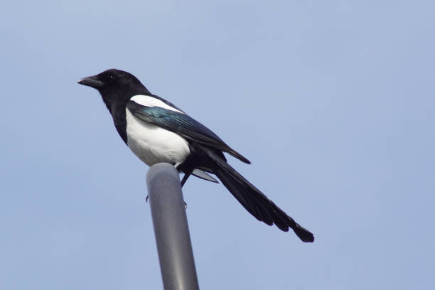 istock Low angle view of bird perching on pole against clear sky 1480865237