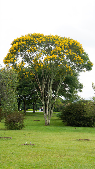 Yellow wattle in the Botanical Garden of Curitiba, Brazil