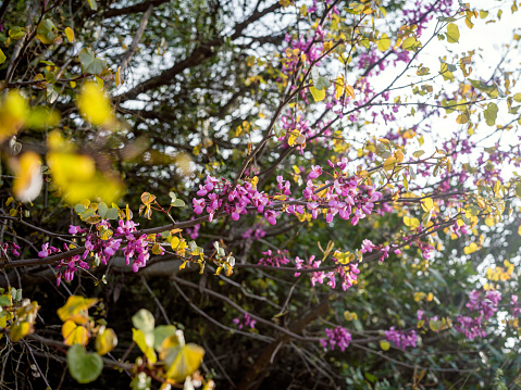 violet branches