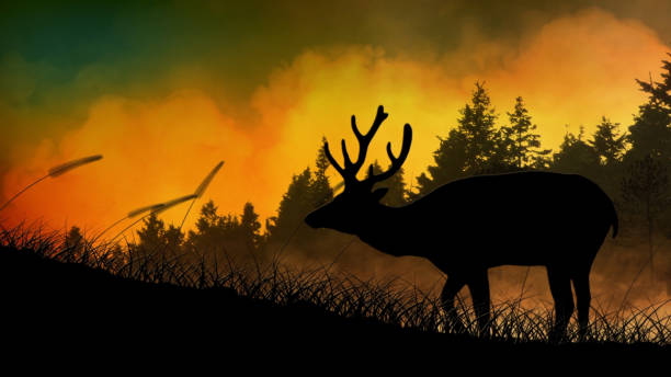 Deer Silhouette on a Hill Fiery Sunrise