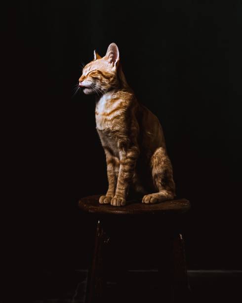 istock Adorable and cute cat in the dark 1480867842